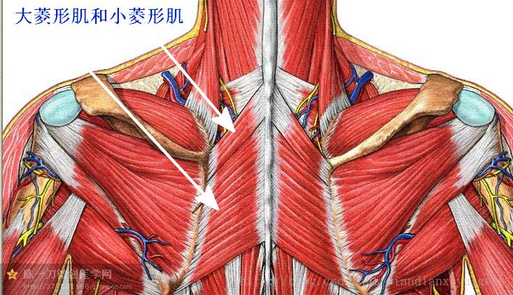 菱形肌位于斜方肌中部深面,菱形.
