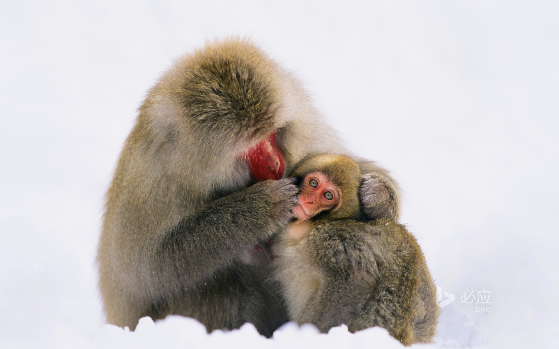 BingWallpaper-JapaneseMacaque-2015-01-06.jpg