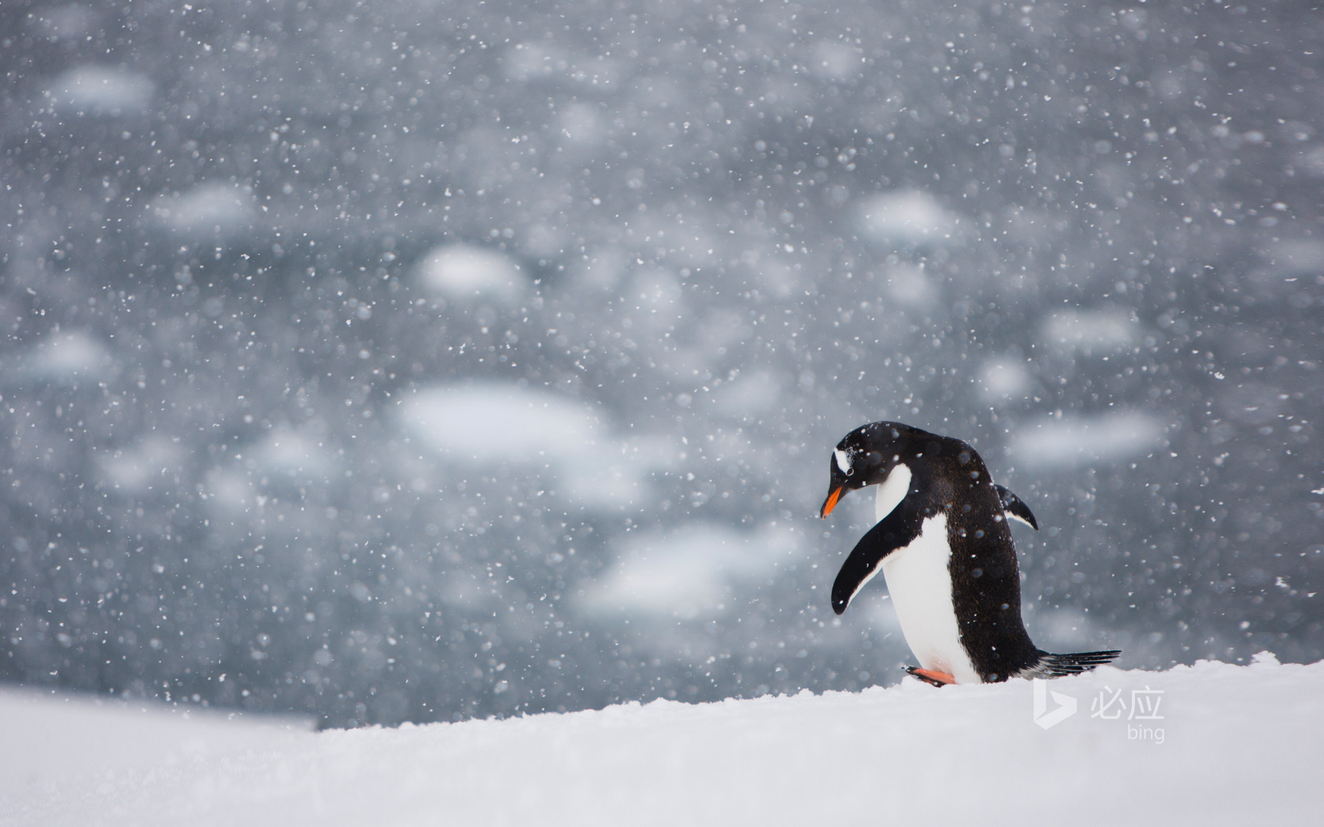 BingWallpaper-PenguinWalkingAlone-2015-01-15.jpg