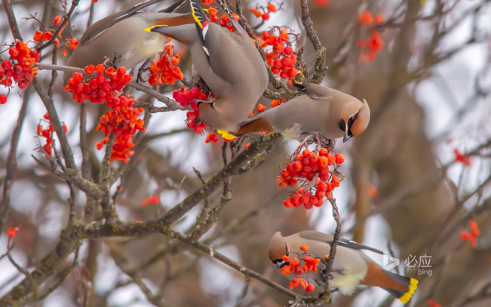 BingWallpaper-bohemianwaxwings-2015-02-06.jpg