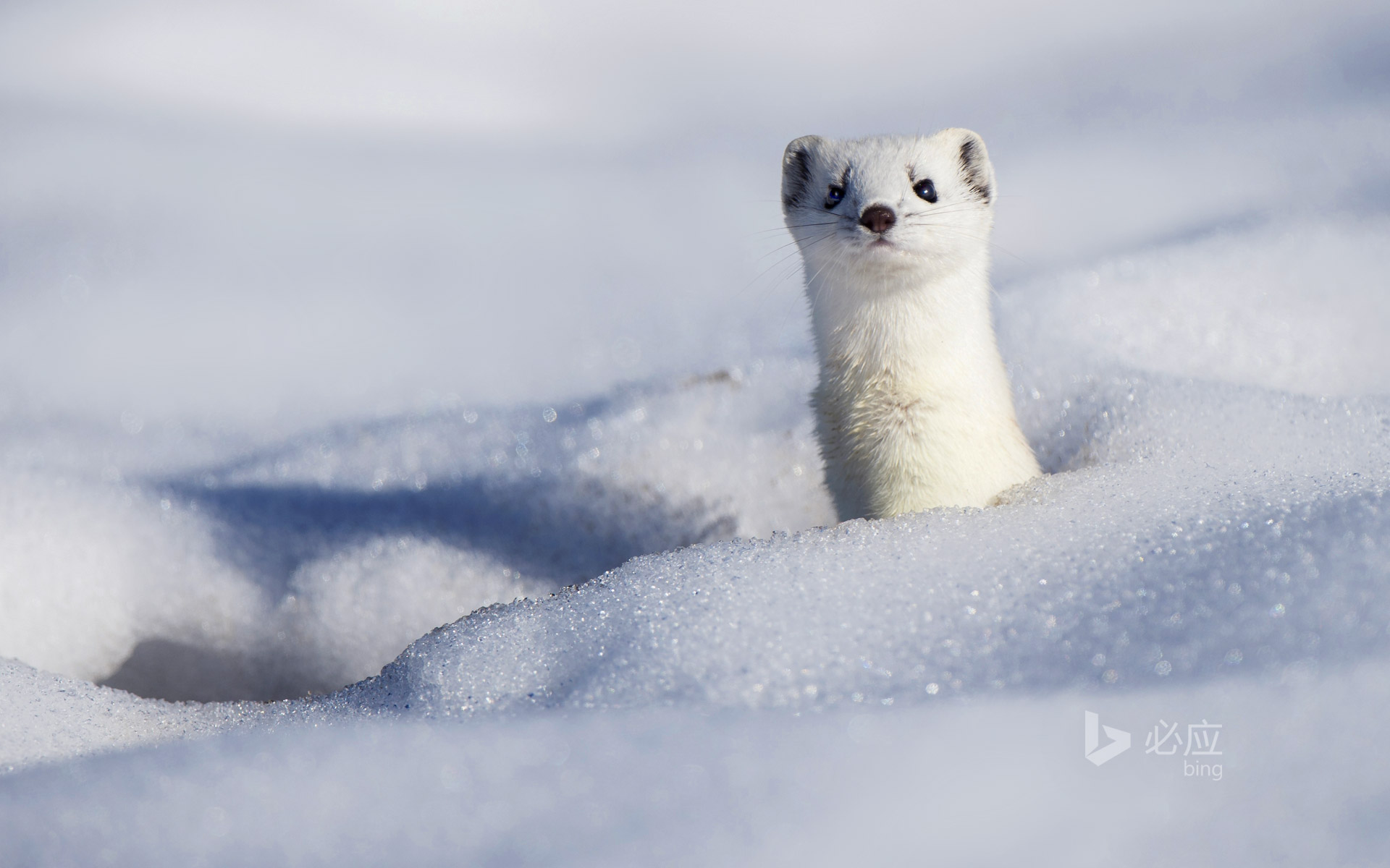 BingWallpaper-snowystoat-2015-02-02.jpg