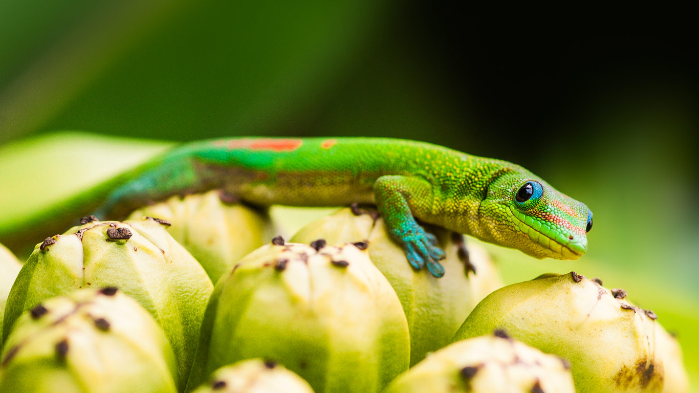 DayGecko.jpg