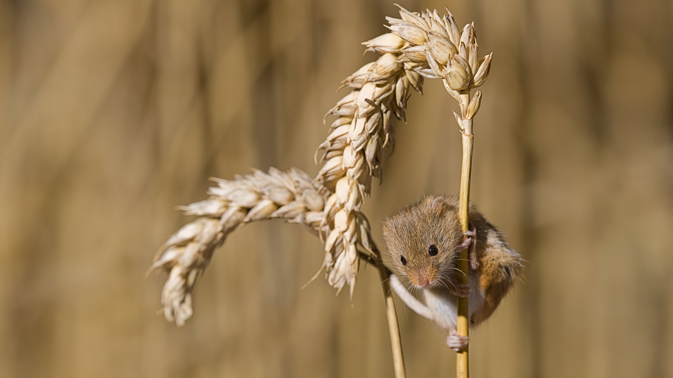 EurasianHarvestMouse.jpg