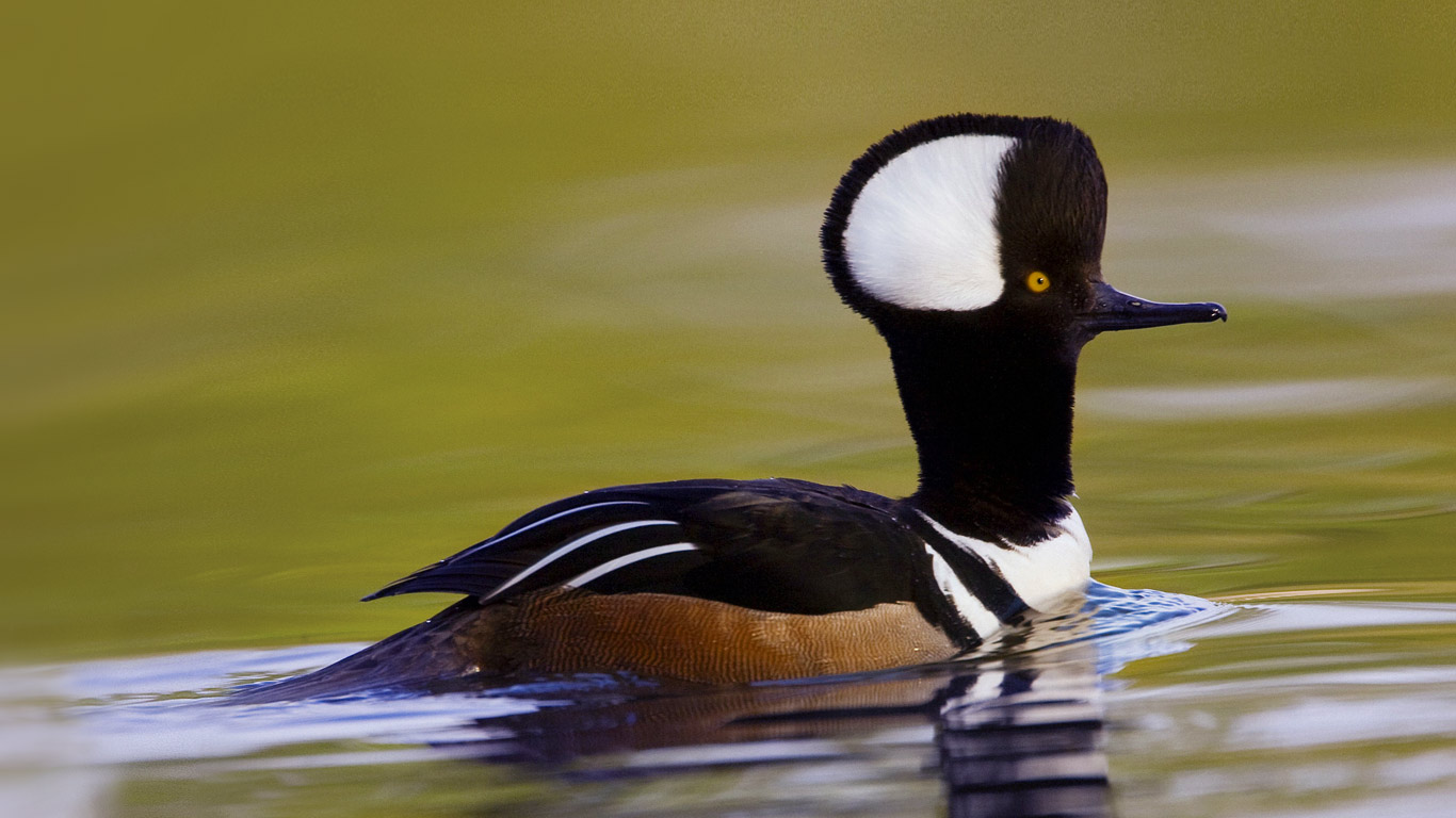 HoodedMerganser.jpg