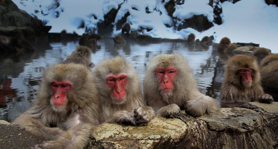 Macaques.jpg