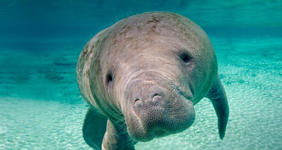 Manatee.jpg