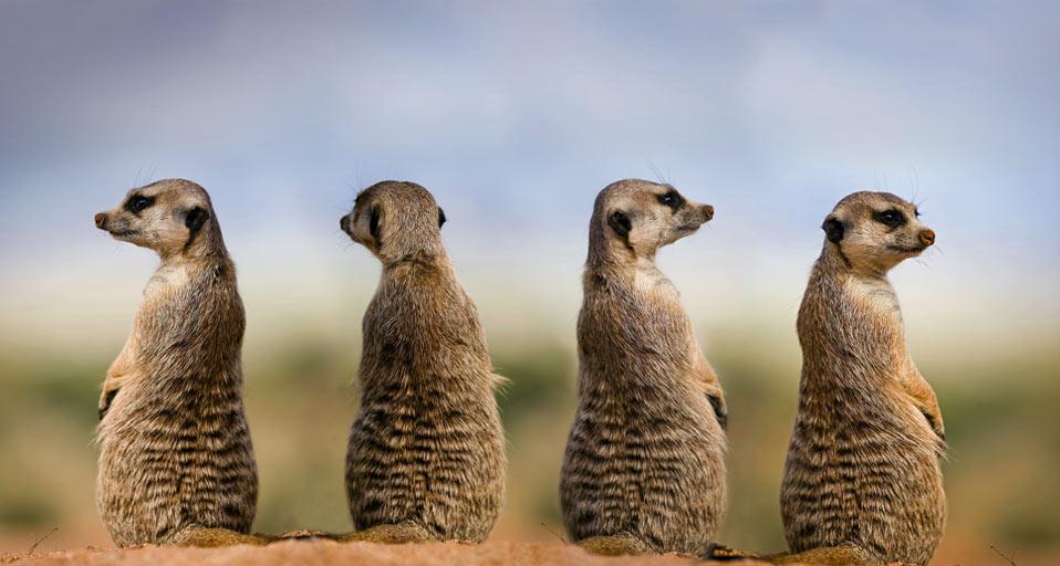 MeerkatsLookout.jpg