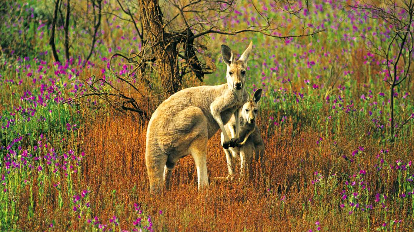 RedKangarooFlindersRanges.jpg