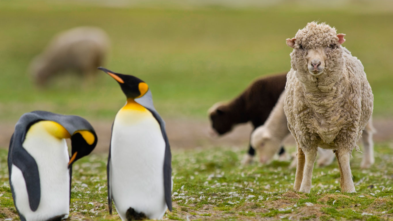 SheepKingPenguin.jpg