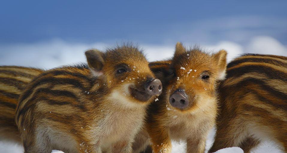 WildPiglets.jpg