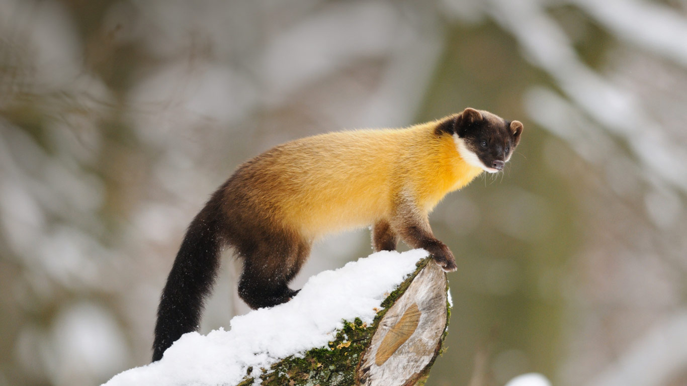 YellowThroatedMarten.jpg