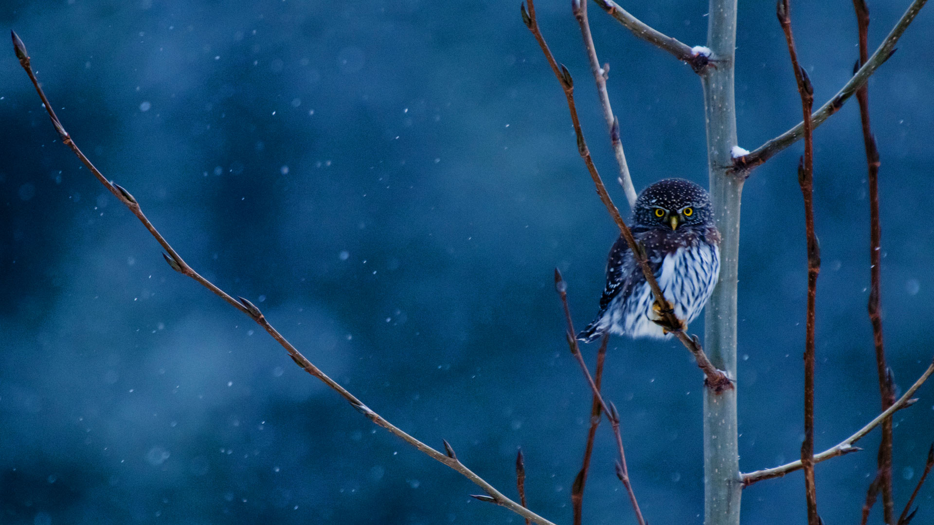 MTPygmyOwl_1920x1080.jpg