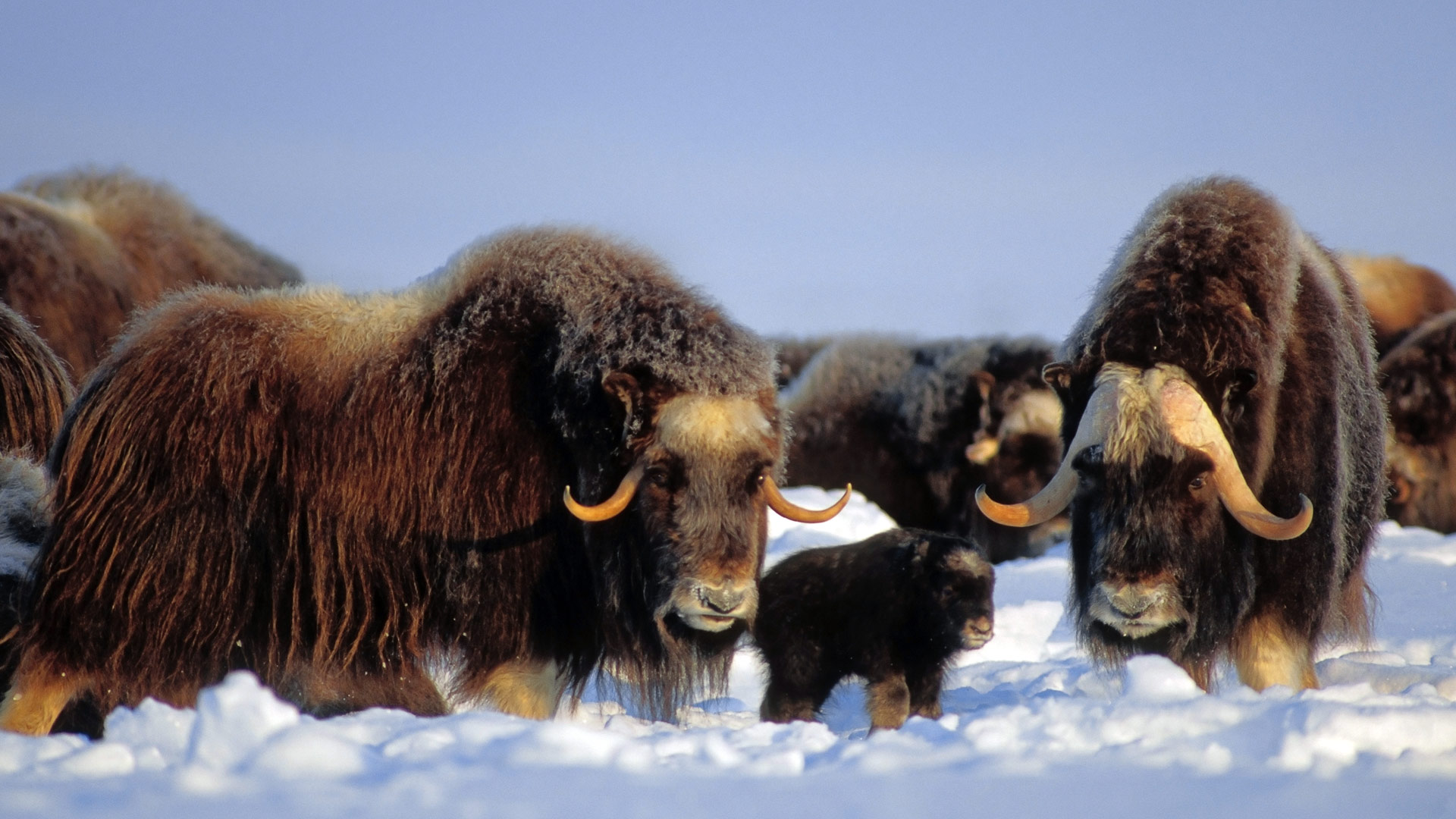 NorthSlopeMuskox_1920x1080.jpg