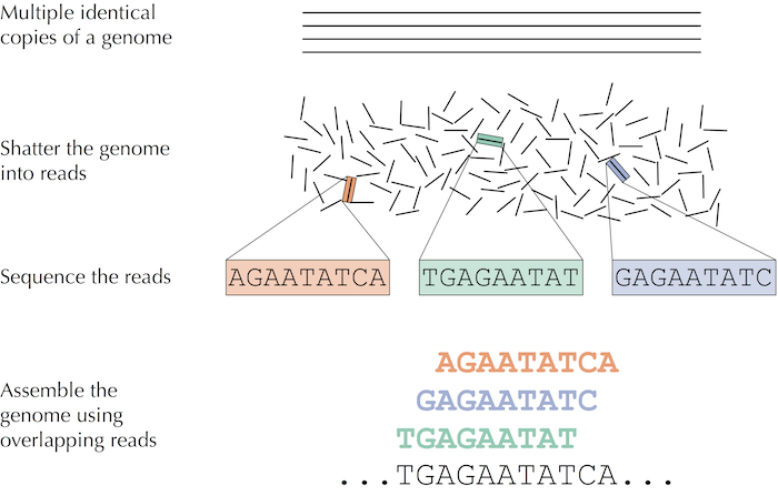 图1 - Sequence a genome