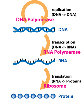 图1-centraldogma