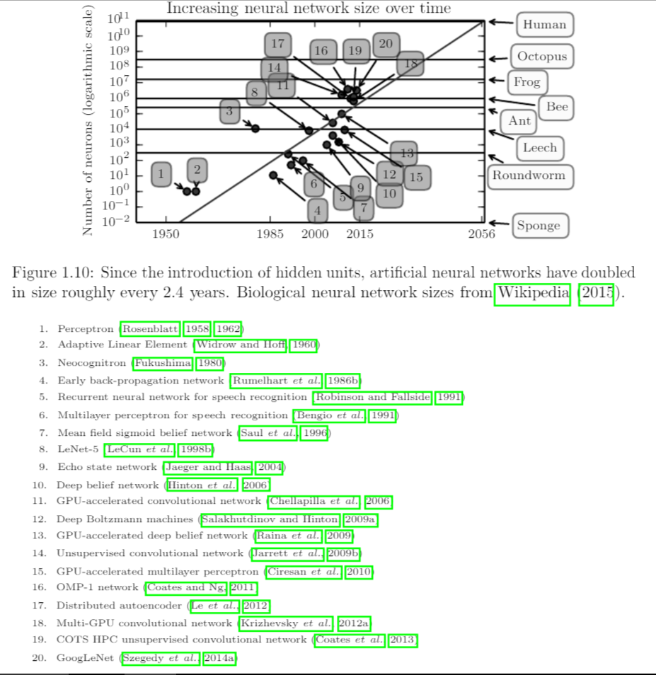 Biological neural network sizes