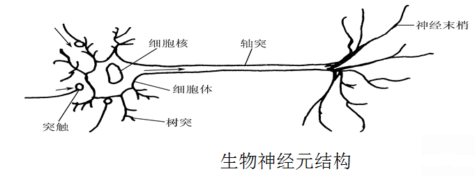 人工神经网络简介_神经网络的基本原理 (https://mushiming.com/)  第1张