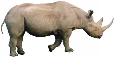 rhino