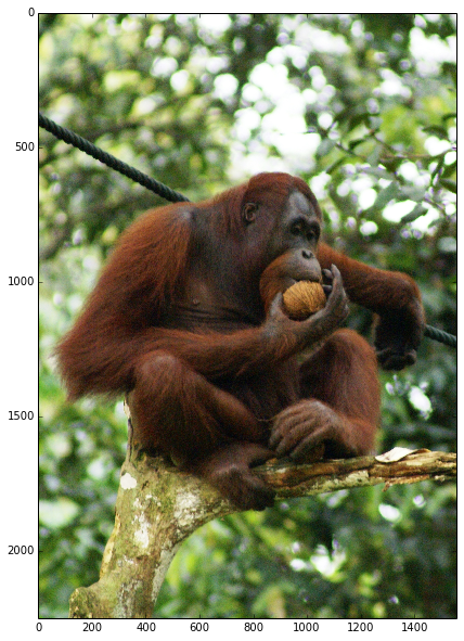 orang