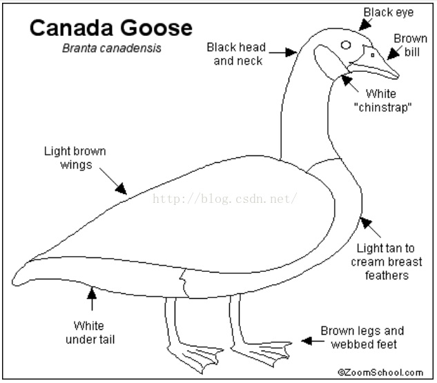 Geese перевод на русский. Anatomy of a Goose плакат. Parts of Goose. Goose схема. Goose reference со всех сторон.