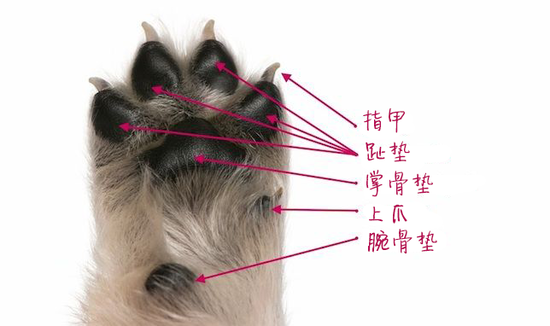 1. 猫爪与肉垫