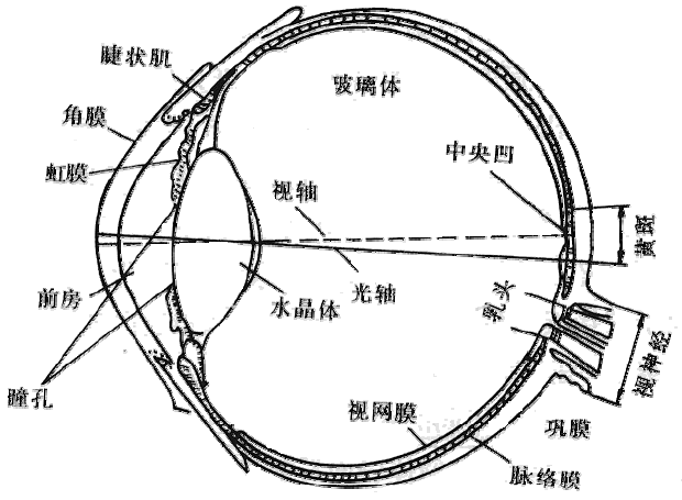 双目立体视觉及正交偏振3d 显示 沈春旭的博客 Csdn博客