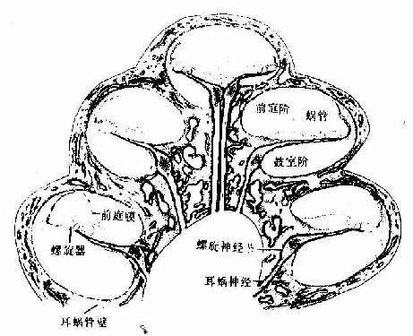 蜗轴伸出蜗螺旋管内的螺旋剥骨片称为骨螺旋板其基部为蜗轴螺旋管,内