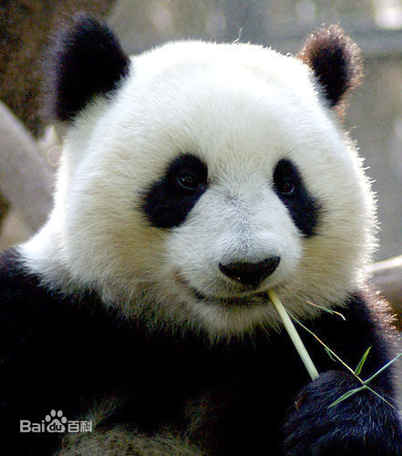 Python数据分析库pandas基本操作 睿不可挡的专栏 Csdn博客 Python数据分析操作