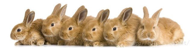 兔子种群
