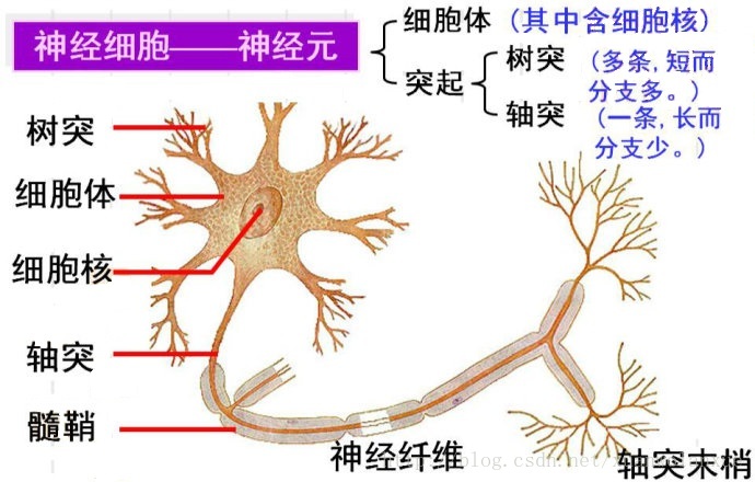生物神经细胞