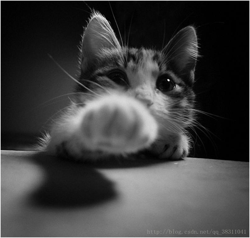 cat1