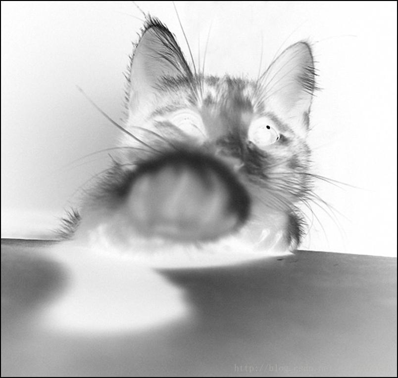 cat2