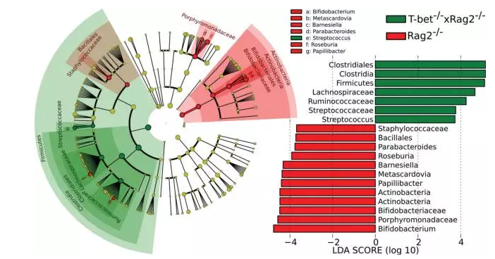 微生物测序分析LEfSe
