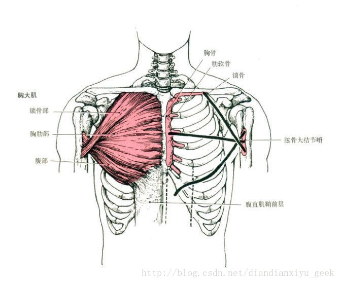 胸大肌解剖