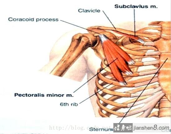 胸小肌解剖