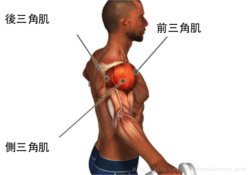 三角肌解剖