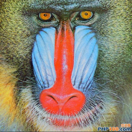 mandrill