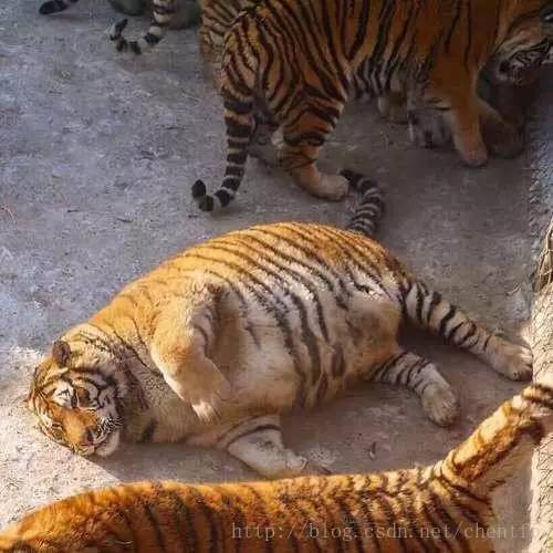 个人见解：为什么说橘猫胖？