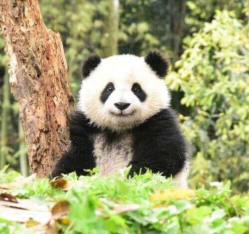 这是一只熊猫