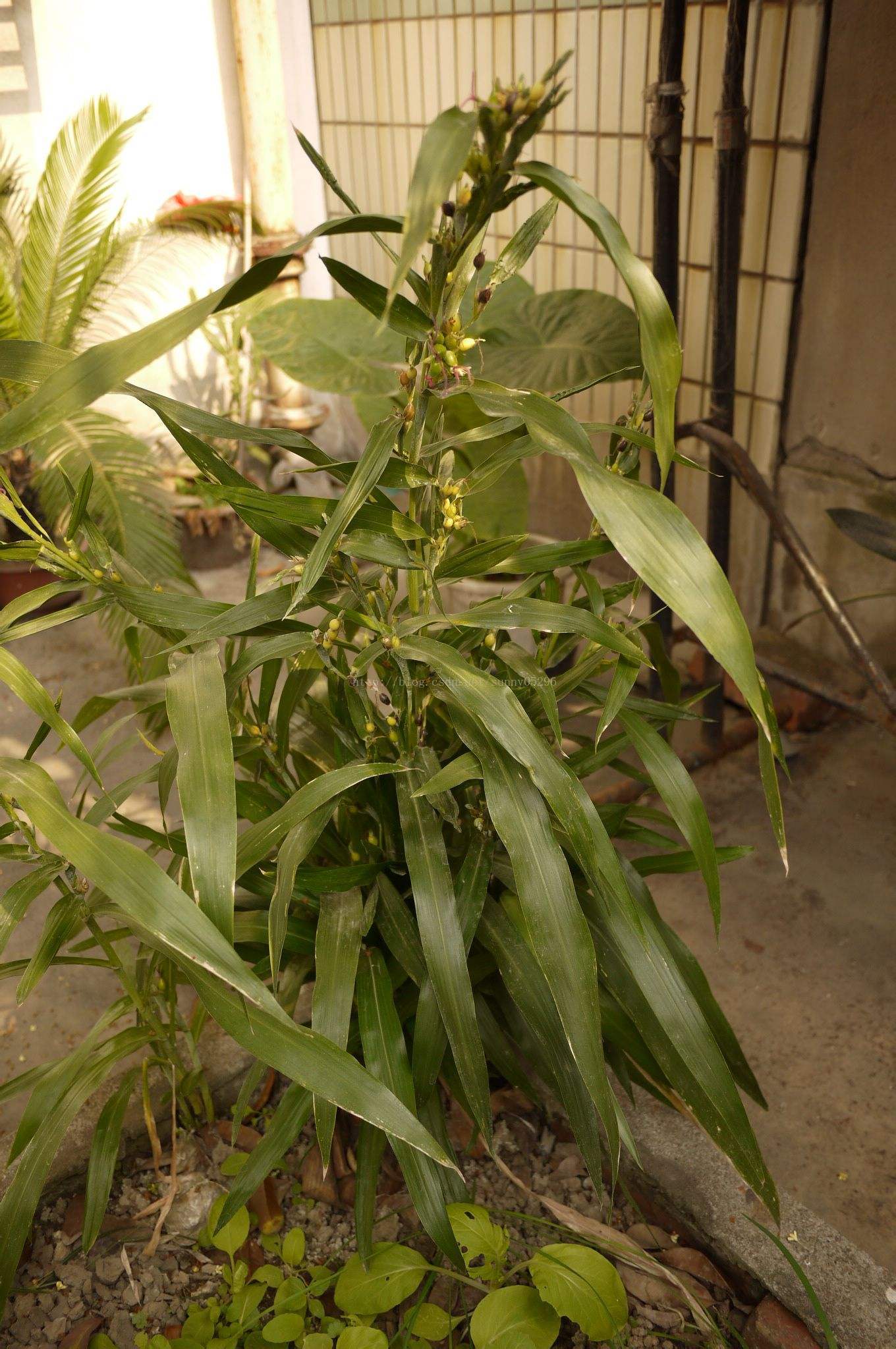 一种对治疗结石有效的植物--from湖南