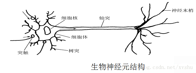 人类神经