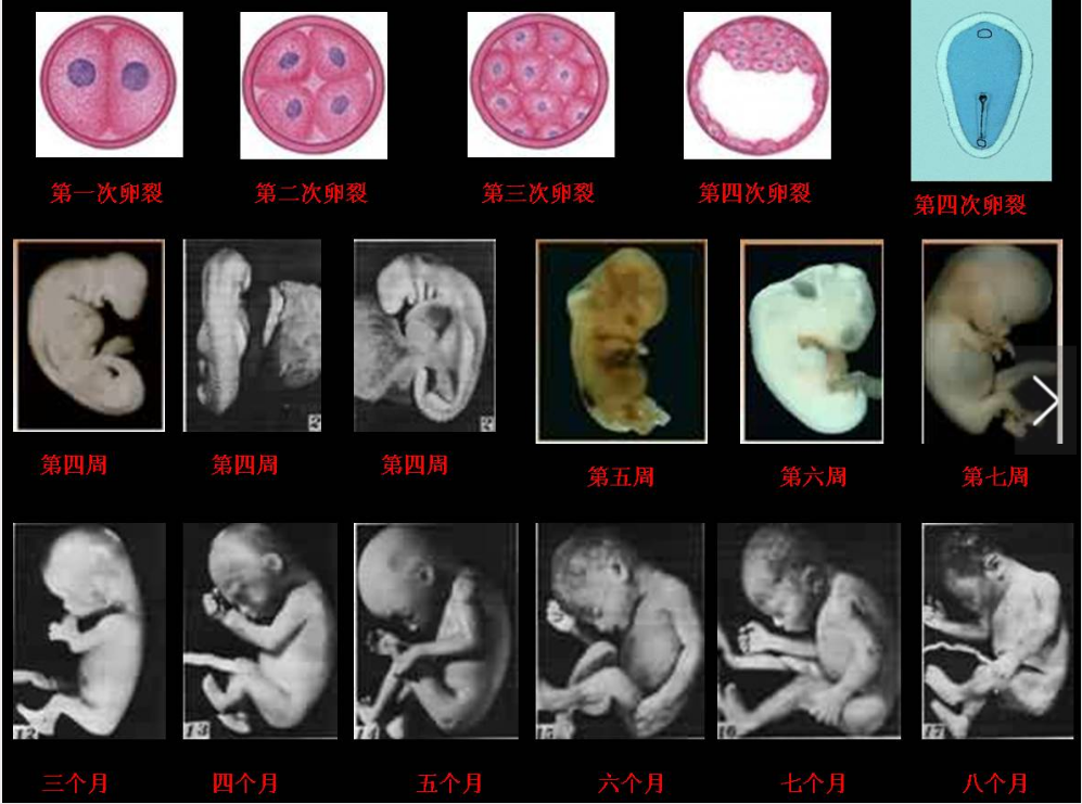 试管婴儿发育过程图图片