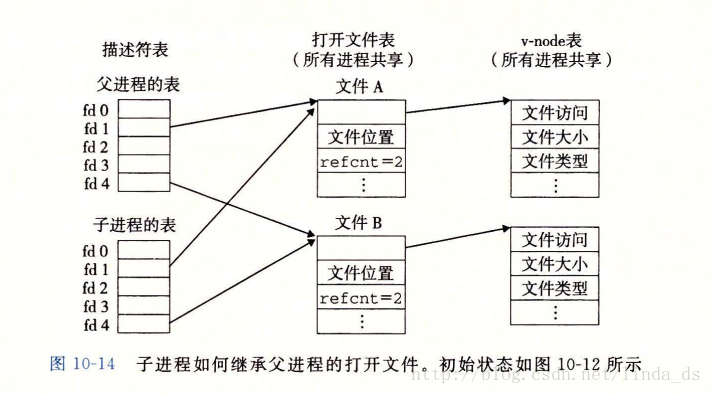 父子进程共享