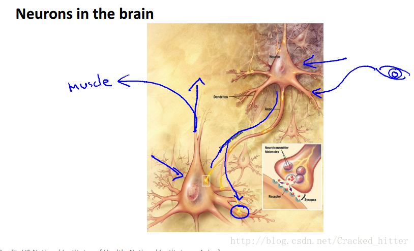 大脑中的神经元