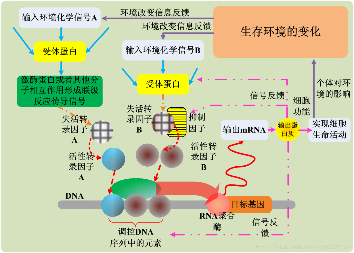 细胞基因网络的调控机制