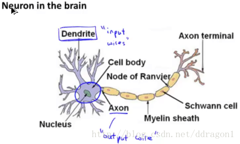 Neuron in the brain