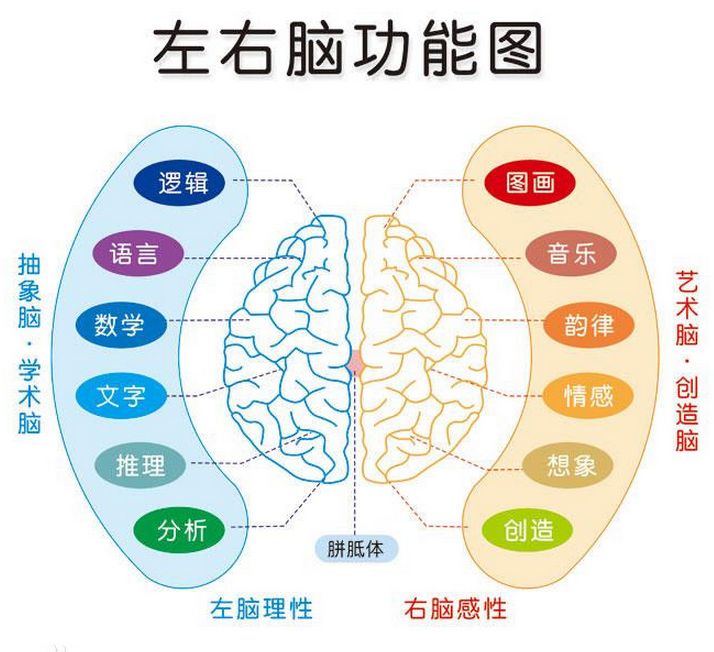 大脑左右前后思维导图图片