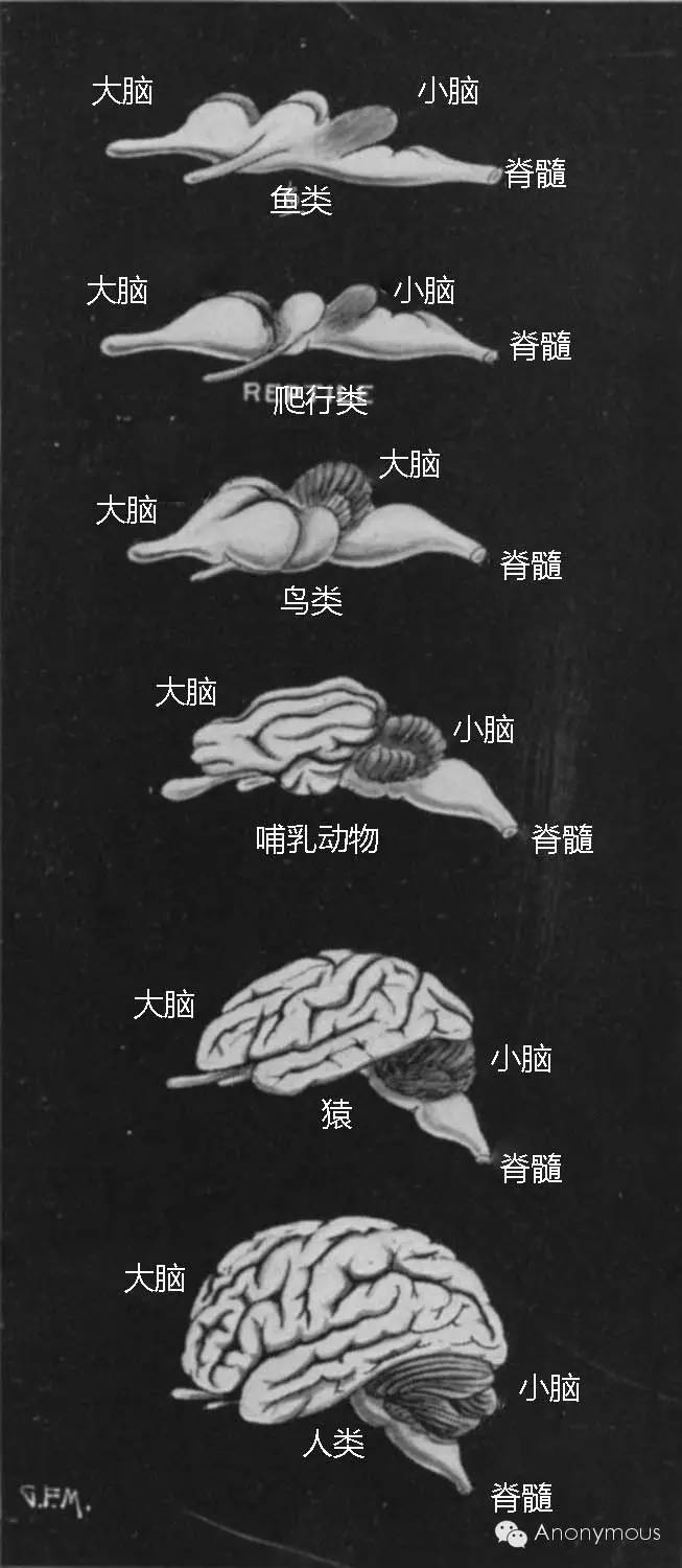 虽然阿尔法狗在围棋上所向披靡,但,以大型计算中心为大脑的机器依然有