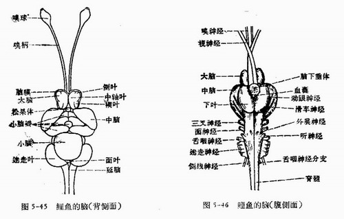 鱼脑的基本结构是小脑和脑干,这基本是最原始的大脑结构.