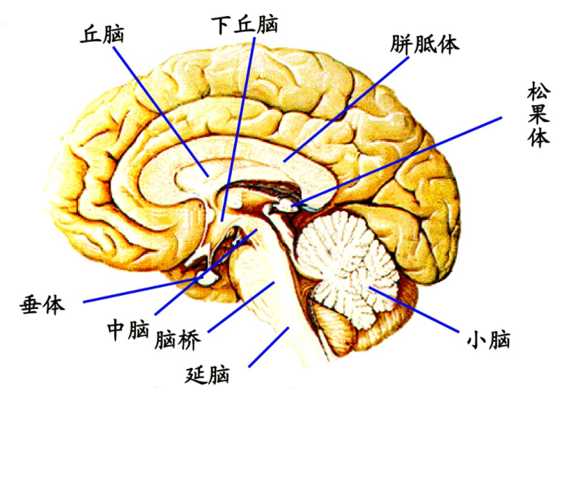 小脑和脑干的结构:整个神经系统是这样的:脑结构到人脑,大脑占据绝对